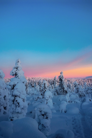 Winter, sunset, twilight, trees, nature, 240x320 wallpaper