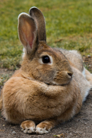 Hare, rabbit, animal, cute, 240x320 wallpaper