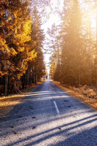 Autumn, trees, road, path, sunlight, nature, 240x320 wallpaper