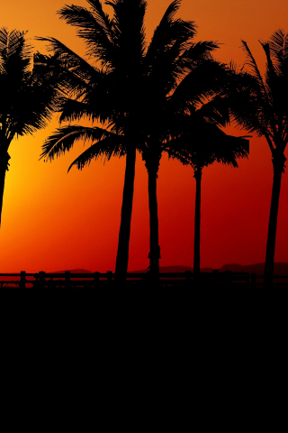 Sunset, palm tree, silhouette, 240x320 wallpaper
