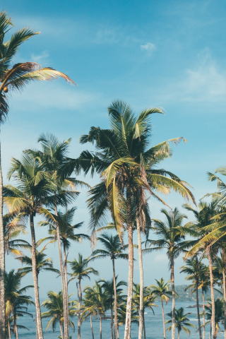 Palm trees, beach, sunny day, 240x320 wallpaper