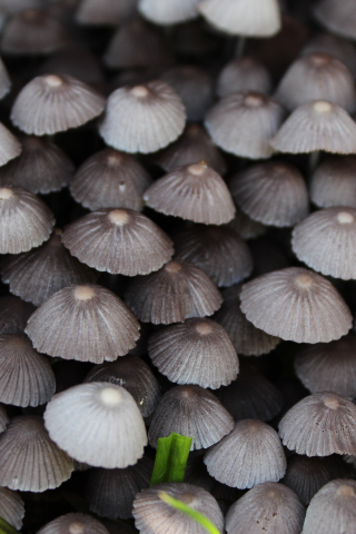 Wild plants, mushrooms, close up, 240x320 wallpaper