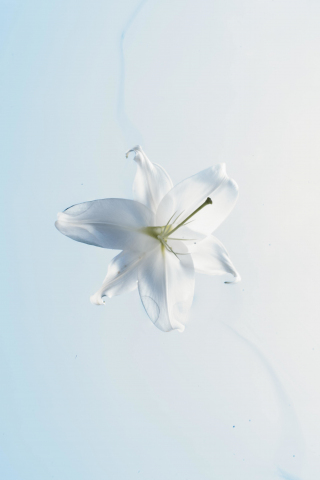 White flower, portrait, close up, 240x320 wallpaper