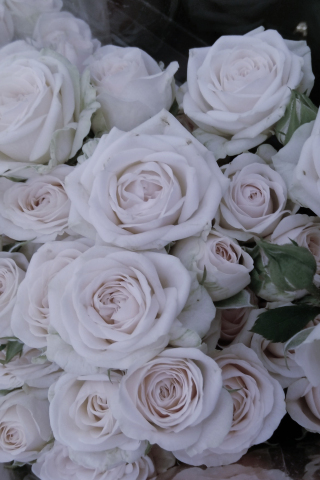 Roses, white flowers, bouquet, 240x320 wallpaper