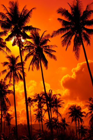 Orange sunset, palms, clouds, silhouette, 240x320 wallpaper