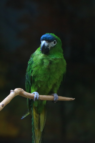 Green parrot, birds, blur, 240x320 wallpaper