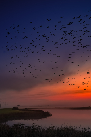Sunset, birds, sky, coast, skyline, 240x320 wallpaper