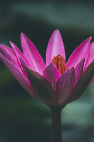 Bloom, pink lotus, close up, 240x320 wallpaper