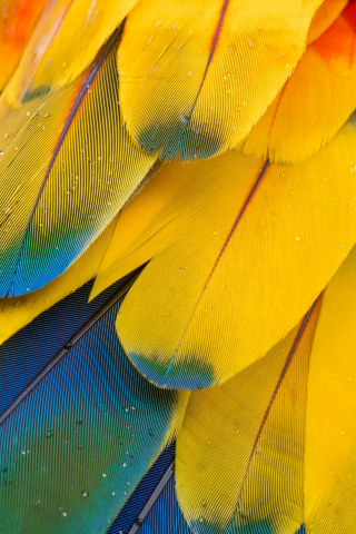 Macaw's feathers, yellow-blue, close up, 240x320 wallpaper