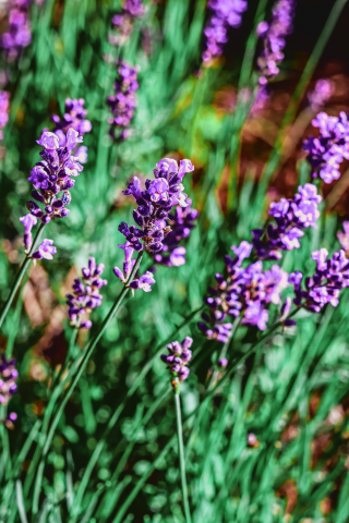 Purple flowers, meadow, plants, 240x320 wallpaper