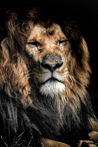 Aged lion, beast. predator, wild cat muzzle, 240x320 wallpaper