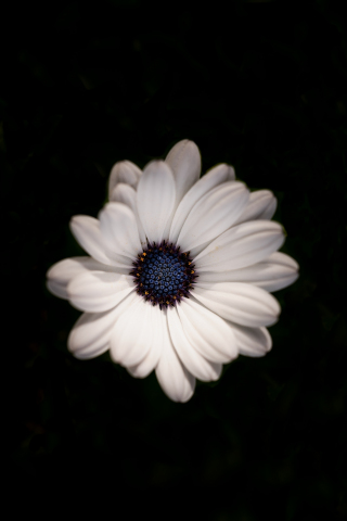 Daisy flower, white, portrait, 240x320 wallpaper