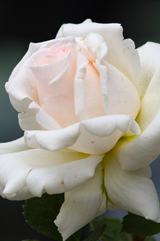 White rose, bloom, portrait, 240x320 wallpaper