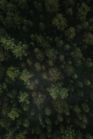Green forest, trees' tops, nature, 240x320 wallpaper