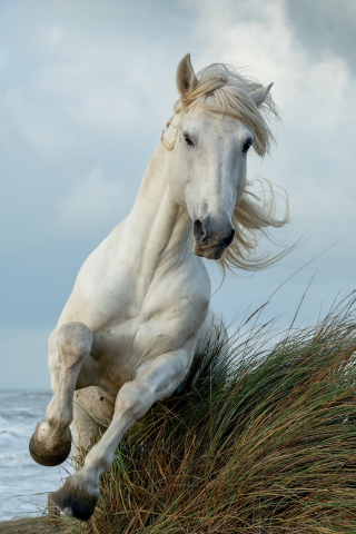 Download wallpaper 240x320 white horse, run, animal, old mobile, cell  phone, smartphone, 240x320 hd image background, 26277