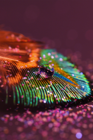Peacock feather, close up, 240x320 wallpaper