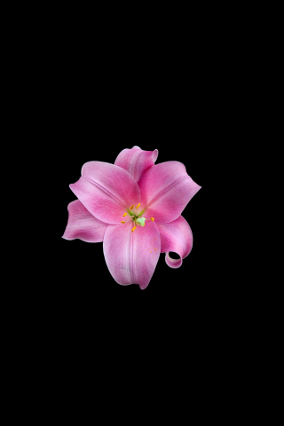 Beautiful, amoled pink flower, minimal, 240x320 wallpaper