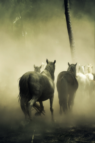 Horses, herd, run, forest, 240x320 wallpaper