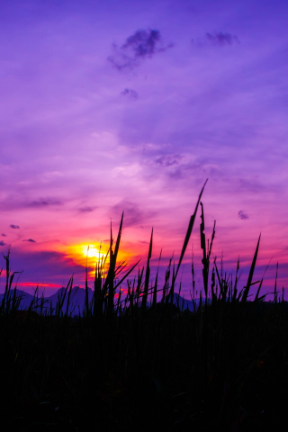 Twilight, sunset, purple sky, grass, 240x320 wallpaper