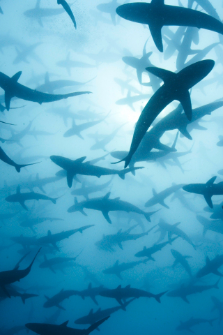Sharks, deadly fishes, underwater, 320x480 wallpaper