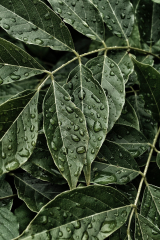 Green Leaves, water drops, 240x320 wallpaper