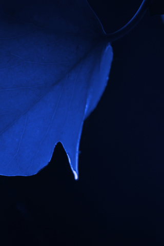 Blue leaf, macro, close up, 240x320 wallpaper