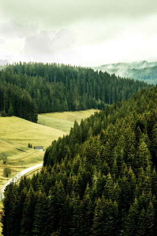 Black forest, green, trees, nature, 240x320 wallpaper