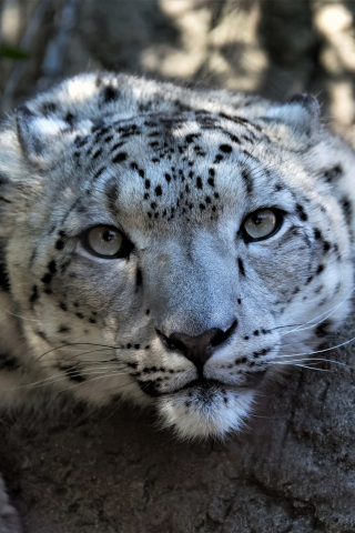 Snow leopard, muzzle, curious, wildlife, 240x320 wallpaper