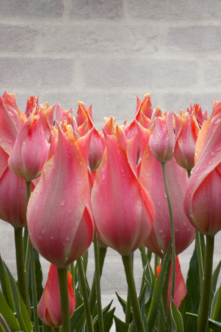 Tulip, fresh, drops, plants, 240x320 wallpaper