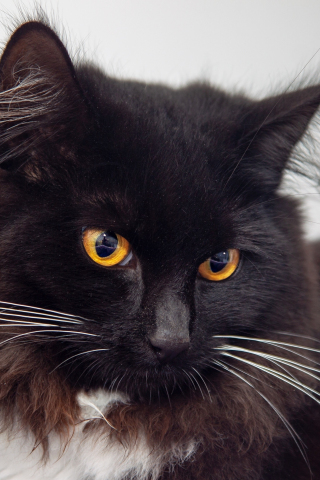 Black cat, yellow eyes, pet, confident, 240x320 wallpaper