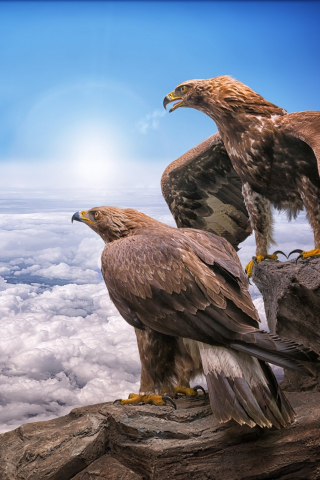 Golden Eagles, birds, clouds, 240x320 wallpaper
