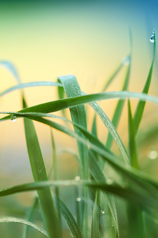 Drops, grass, nature, blur, 240x320 wallpaper