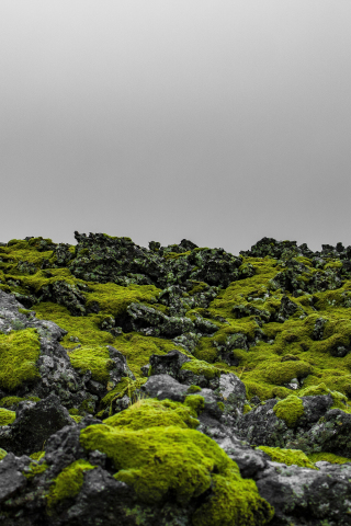 Green moss, landscape, Iceland, nature, 240x320 wallpaper