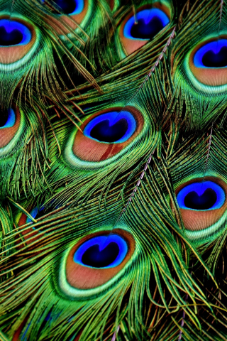 Peacock, feathers, colorful, plumage, 240x320 wallpaper