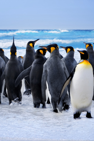 King penguin at beach, animals, 240x320 wallpaper