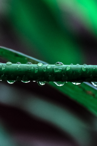 Water drops, leaf, close up, 240x320 wallpaper