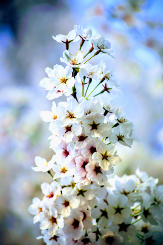 White, apple flowers, blossom, seasonal, 240x320 wallpaper
