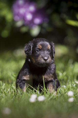 Cute, adorable puppy, dog, grass, 240x320 wallpaper