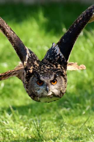 Owl, bird, predator, flight, 240x320 wallpaper