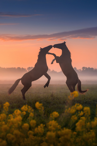 Horses' dance, sunset, silhouette, 240x320 wallpaper