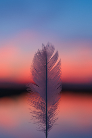 Feather, focus, blur, sunset, 240x320 wallpaper