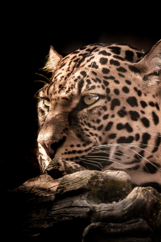 Leopard, wildlife, wild cat, portrait, 240x320 wallpaper
