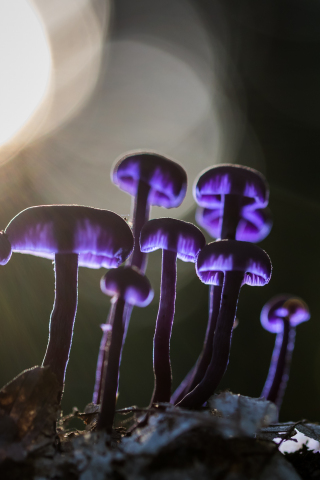 Mushrooms, purple glow, bloom, 240x320 wallpaper