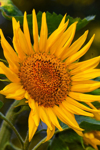 Yellow flower, close up, sunflower, 240x320 wallpaper