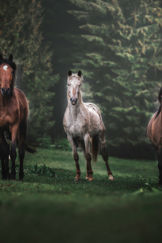 Horses, animals, herd, run, portrait, 240x320 wallpaper