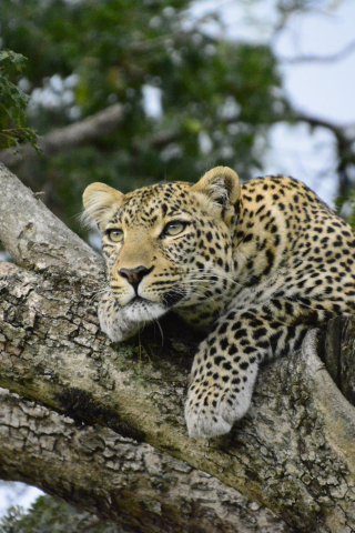 Relaxed, leopard on tree, predator, 240x320 wallpaper