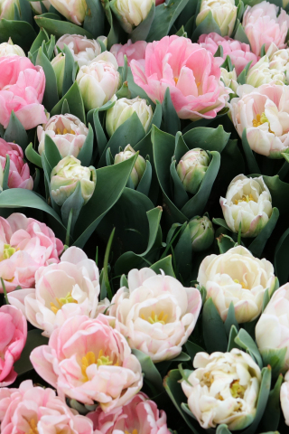 Tulips, fresh, white & pink flowers, 240x320 wallpaper
