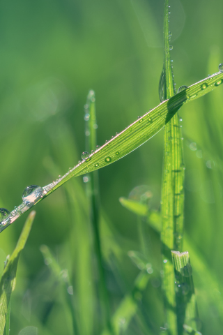 Grass, water drops, close up, 240x320 wallpaper