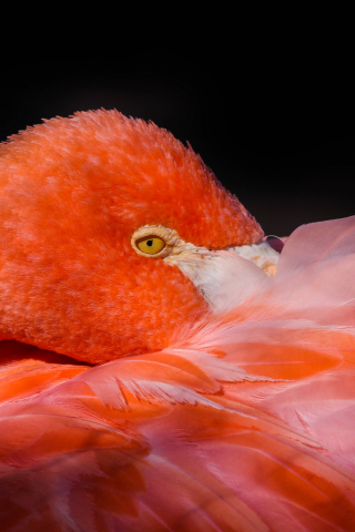 Feathers, pink bird, flamingo, 240x320 wallpaper