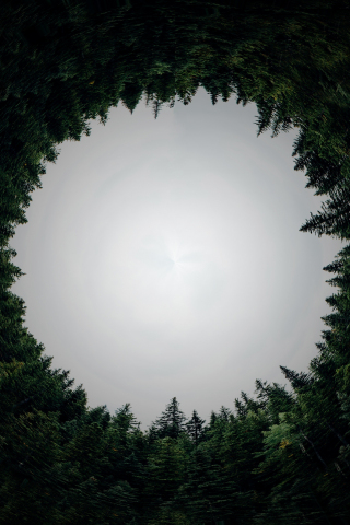 Circle, forest, trees, nature, 240x320 wallpaper